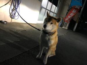 浜松餃子、あかつき
