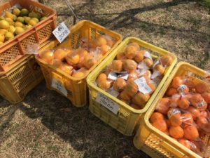 浜松、北区deまつり