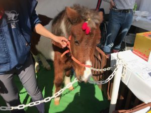 浜松、北区deまつり