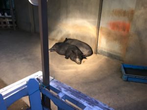 浜松動物園ナイトズー
