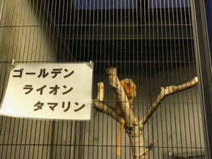 浜松動物園ナイトズー