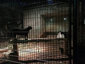 浜松動物園ナイトズー