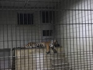 浜松動物園ナイトズー
