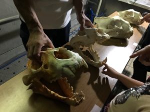 浜松動物園ナイトズー